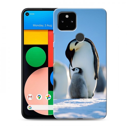 Дизайнерский пластиковый чехол для Google Pixel 4a 5G Пингвины