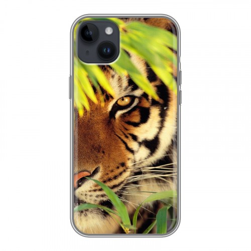 Дизайнерский пластиковый чехол для Iphone 14 Plus Тигры
