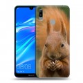 Дизайнерский пластиковый чехол для Huawei Y6 (2019) Грызуны