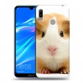 Дизайнерский пластиковый чехол для Huawei Y6 (2019) Грызуны