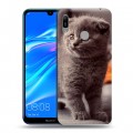 Дизайнерский пластиковый чехол для Huawei Y6 (2019) Котята