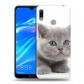 Дизайнерский пластиковый чехол для Huawei Y6 (2019) Котята