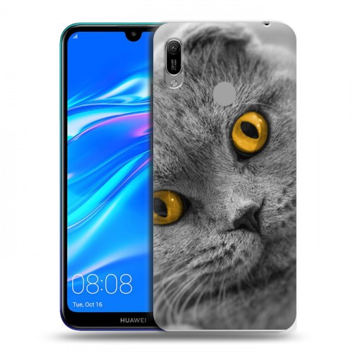 Дизайнерский пластиковый чехол для Huawei Y6 (2019) Кошки