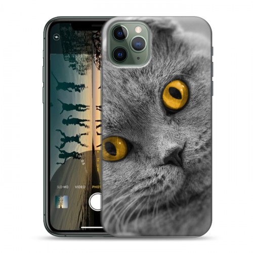 Дизайнерский пластиковый чехол для Iphone 11 Pro Max Кошки