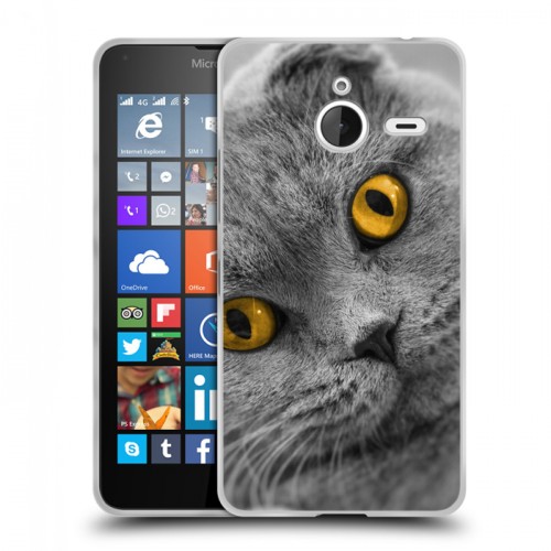 Дизайнерский пластиковый чехол для Microsoft Lumia 640 XL Кошки
