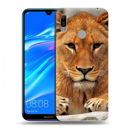 Дизайнерский пластиковый чехол для Huawei Y6 (2019) Львы