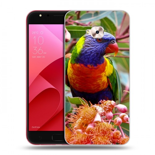 Дизайнерский пластиковый чехол для ASUS ZenFone 4 Selfie Pro Попугаи