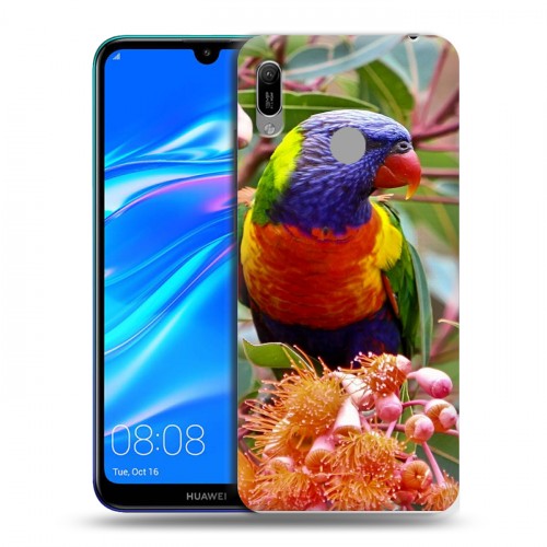 Дизайнерский пластиковый чехол для Huawei Y6 (2019) Попугаи