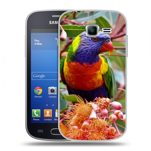 Дизайнерский пластиковый чехол для Samsung Galaxy Trend Lite Попугаи