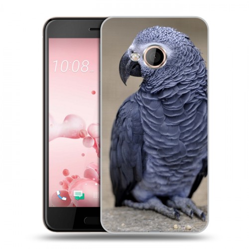 Дизайнерский пластиковый чехол для HTC U Play Попугаи