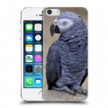 Дизайнерский пластиковый чехол для Iphone 5s Попугаи