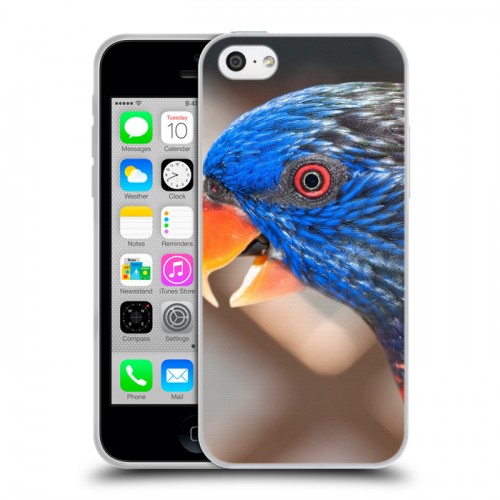 Дизайнерский пластиковый чехол для Iphone 5c Попугаи