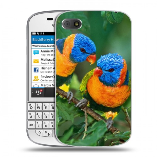 Дизайнерский пластиковый чехол для BlackBerry Q10 Попугаи
