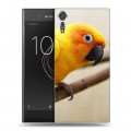 Дизайнерский пластиковый чехол для Sony Xperia XZs Попугаи