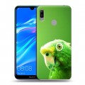 Дизайнерский пластиковый чехол для Huawei Y6 (2019) Попугаи