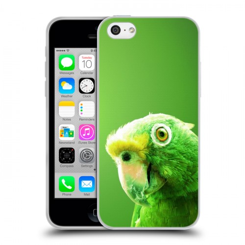 Дизайнерский пластиковый чехол для Iphone 5c Попугаи