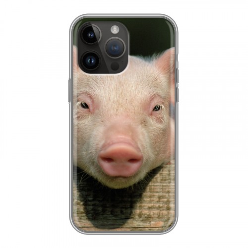 Дизайнерский пластиковый чехол для Iphone 14 Pro Max Свинки