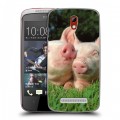 Дизайнерский пластиковый чехол для HTC Desire 500 Свинки