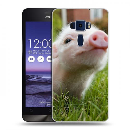 Дизайнерский пластиковый чехол для Asus ZenFone 3 5.2 Свинки