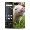 Дизайнерский пластиковый чехол для BlackBerry KEY2 Свинки