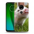 Дизайнерский пластиковый чехол для Motorola Moto G7 Свинки