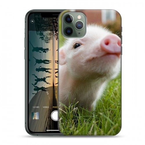 Дизайнерский пластиковый чехол для Iphone 11 Pro Свинки