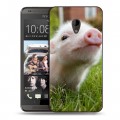 Дизайнерский пластиковый чехол для HTC Desire 700 Свинки