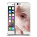Дизайнерский пластиковый чехол для Iphone 6/6s Свинки
