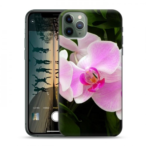 Дизайнерский пластиковый чехол для Iphone 11 Pro Орхидеи