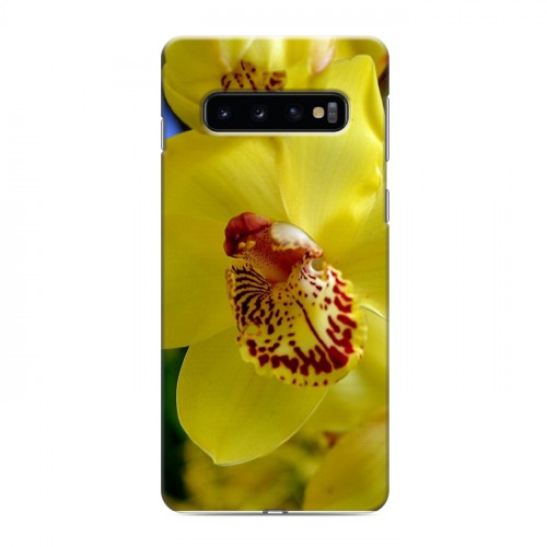 Дизайнерский силиконовый чехол для Samsung Galaxy S10 Орхидеи