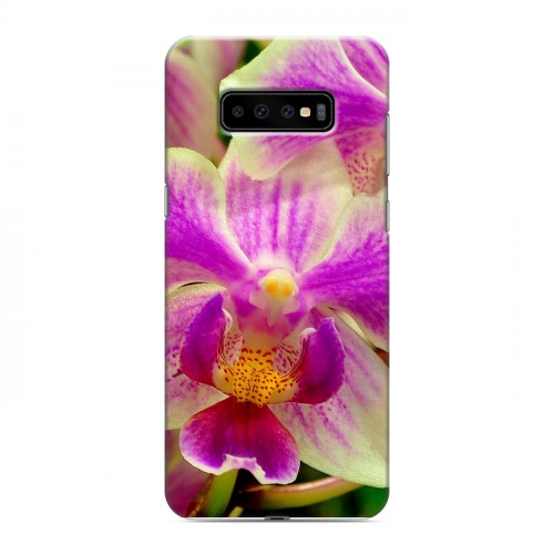 Дизайнерский пластиковый чехол для Samsung Galaxy S10 Plus Орхидеи