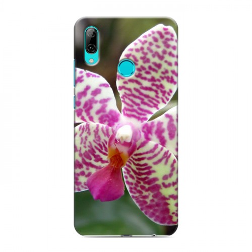 Дизайнерский пластиковый чехол для Huawei P Smart (2019) Орхидеи