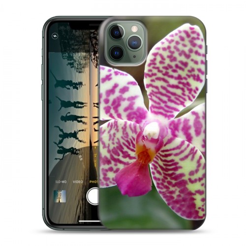 Дизайнерский пластиковый чехол для Iphone 11 Pro Max Орхидеи