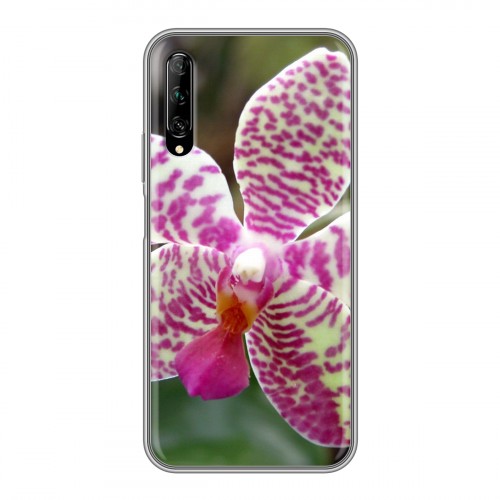 Дизайнерский пластиковый чехол для Huawei Y9s Орхидеи