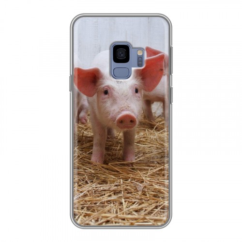 Дизайнерский пластиковый чехол для Samsung Galaxy S9 Свинки