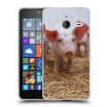 Дизайнерский пластиковый чехол для Microsoft Lumia 640 XL Свинки