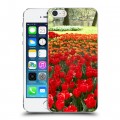 Дизайнерский пластиковый чехол для Iphone 5s Тюльпаны