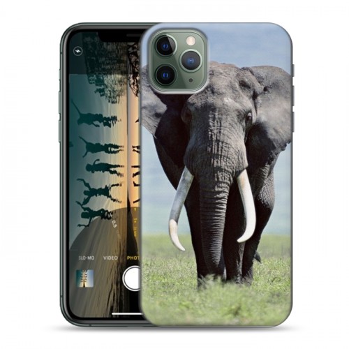 Дизайнерский пластиковый чехол для Iphone 11 Pro Max Слоны