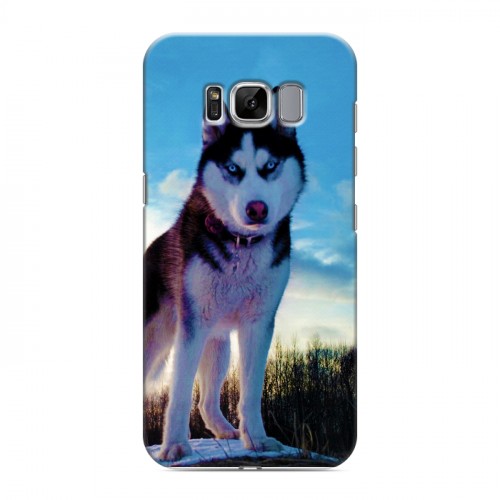 Дизайнерский силиконовый чехол для Samsung Galaxy S8 Собаки