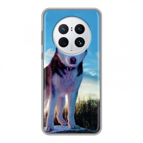 Дизайнерский пластиковый чехол для Huawei Mate 50 Pro Собаки