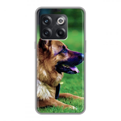 Дизайнерский пластиковый чехол для OnePlus 10T Собаки