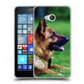 Дизайнерский пластиковый чехол для Microsoft Lumia 640 Собаки