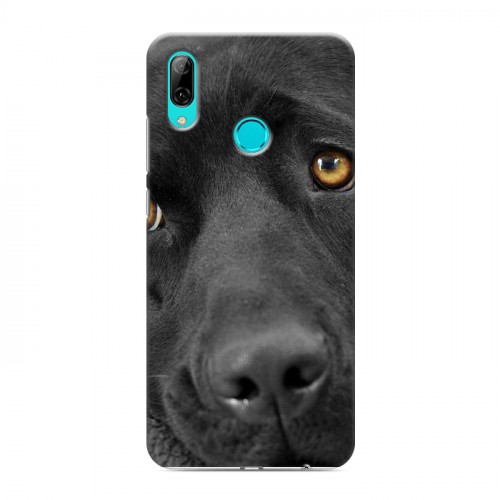 Дизайнерский пластиковый чехол для Huawei Y7 (2019) Собаки