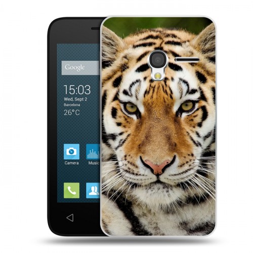 Дизайнерский пластиковый чехол для Alcatel One Touch Pixi 3 (4.0) Тигры
