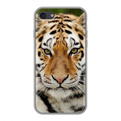 Дизайнерский силиконовый чехол для Iphone 7 Тигры