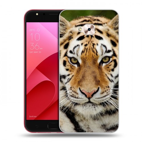 Дизайнерский пластиковый чехол для ASUS ZenFone 4 Selfie Pro Тигры