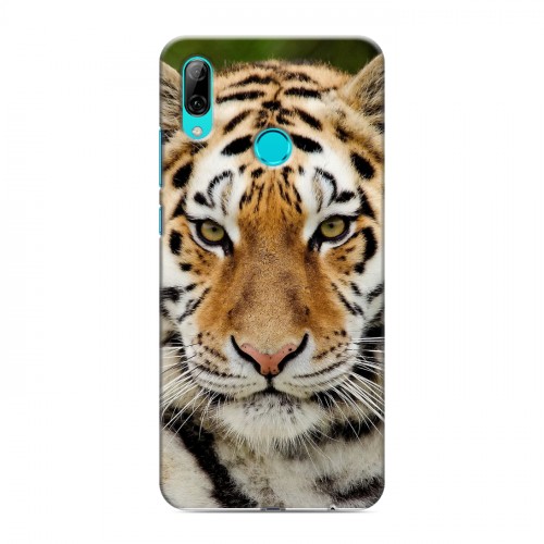 Дизайнерский пластиковый чехол для Huawei P Smart (2019) Тигры