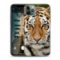 Дизайнерский пластиковый чехол для Iphone 11 Pro Max Тигры