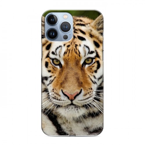 Дизайнерский пластиковый чехол для Iphone 13 Pro Max Тигры