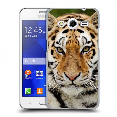 Дизайнерский пластиковый чехол для Samsung Galaxy Core 2 Тигры